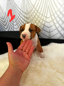 Amstaff (3 foto / 6)