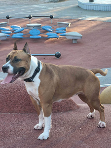Amstaff (5 foto / 6)