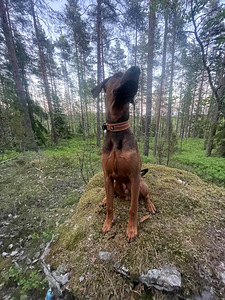 Etsitään loppuelämän kotia (4 valokuva sivusta 5)