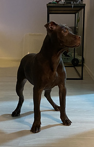 Amerikanpitbullterrieri (5 valokuva sivusta 5)