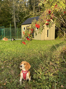 Новый отель для собак " Hermiona Home" (8 фото из 10)