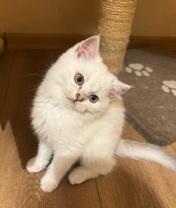 Söpöt kissanpennut (2 valokuva sivusta 9)