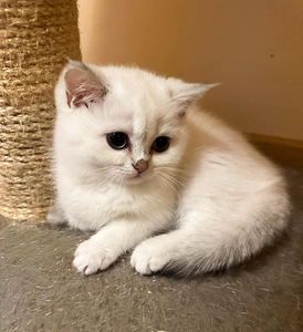 Söpöt kissanpennut (3 valokuva sivusta 9)