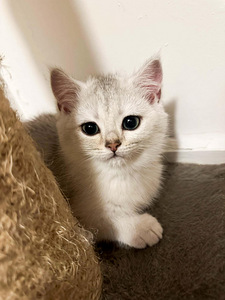 Söpöt kissanpennut (6 valokuva sivusta 9)