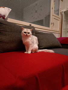 Söpöt kissanpennut (9 valokuva sivusta 9)