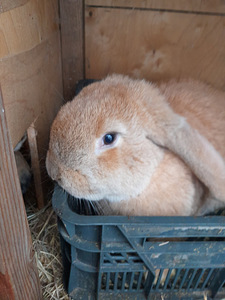 Продаются кролики французские веслоухие