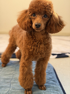 Narttu pentu Premium-luokan (2 valokuva sivusta 10)