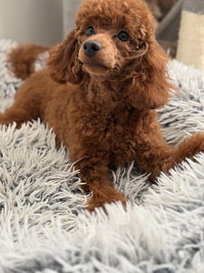 Narttu pentu Premium-luokan (5 valokuva sivusta 10)