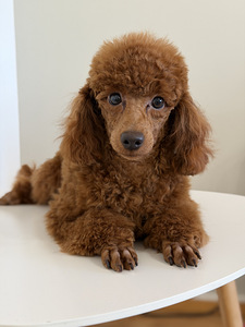 Narttu pentu Premium-luokan (8 valokuva sivusta 10)