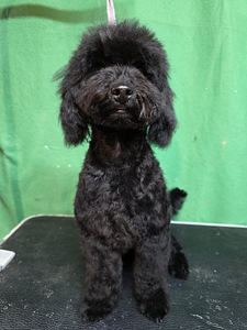 Toyvillakoirauros paritukseen (2 valokuva sivusta 2)