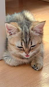 Шотландская котёнок (2 фото из 3)