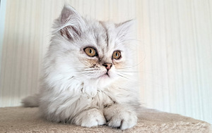 Шотландские котята. (5 фото из 5)