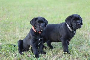 Cane Corso Italiano kucēni meklē mājas