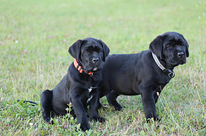 Щенки Cane Corso Italiano ищут дом