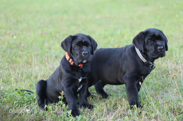 Щенки Cane Corso Italiano ищут дом (фото #1)