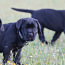 Cane Corso Italiano kucēni meklē mājas (foto #3)