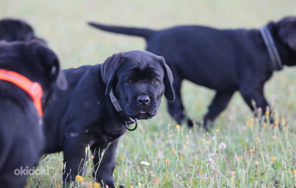 Щенки Cane Corso Italiano ищут дом (фото #3)