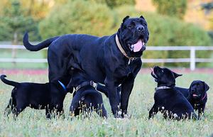 Cane Corso Italiano kucēni meklē mājas (8 foto no 9)