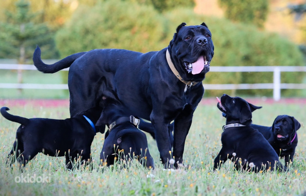 Cane Corso Italiano kucēni meklē mājas (foto #8)