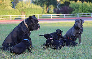 Cane Corso Italiano kucēni meklē mājas (9 foto no 9)