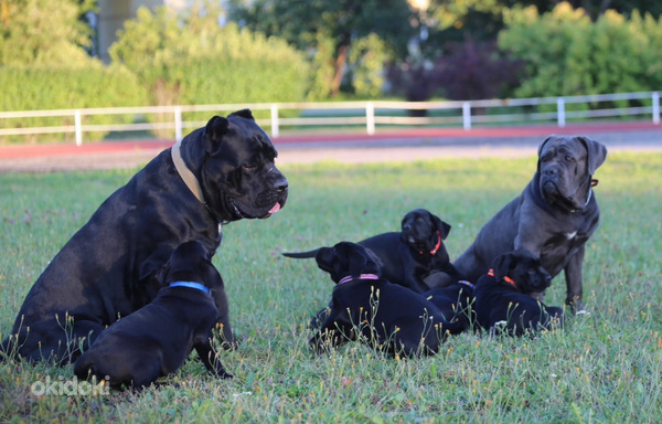 Cane Corso Italiano kucēni meklē mājas (foto #9)