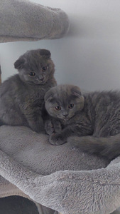 Kissapentu (1 valokuva sivusta 1)