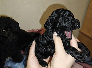 Kääpiövillakoira (2 valokuva sivusta 3)