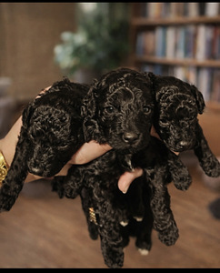 Kääpiövillakoira (3 valokuva sivusta 3)