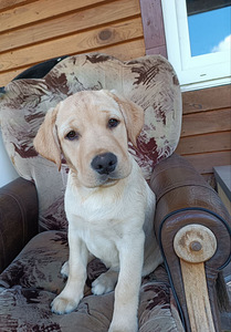 Müüa labradori kutsikad (2 foto / 7)