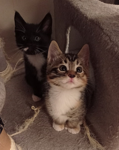 Mainecoon/Laivakissa mix