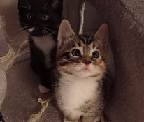 Mainecoon/Laivakissa mix