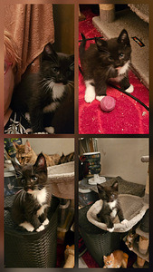 Maine coon/laivakissamix poikapentu