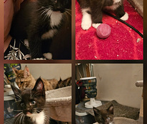 Maine coon/laivakissamix poikapentu