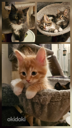 Maine coon/laivakissa mix pennut