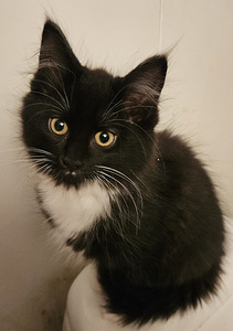 Maine coon/ laivakissa mix tyttöpentu (1 valokuva sivusta 1)