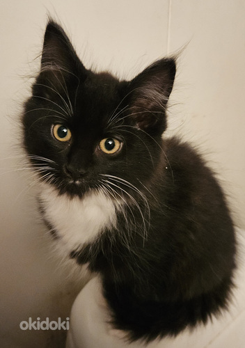 Maine coon/ laivakissa mix tyttöpentu