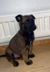 Malinoisi