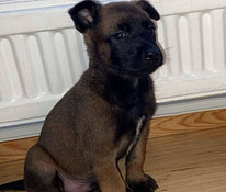 Malinoisi