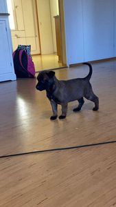 Malinoisi (6 valokuva sivusta 8)