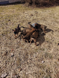 Malinois