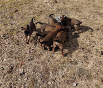 Malinois
