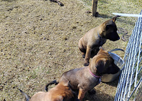 Malinoisi
