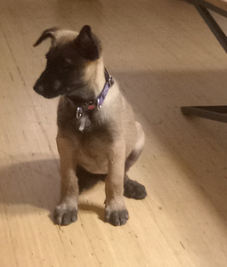 Malinois pennut (3 valokuva sivusta 4)