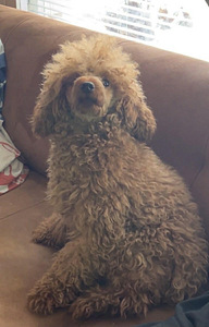 Villakoira (1 valokuva sivusta 2)