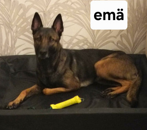 Malinois (5 valokuva sivusta 5)
