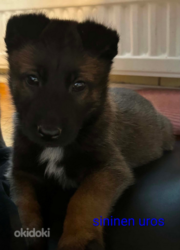 Malinois