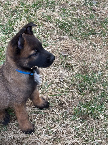 Malinois