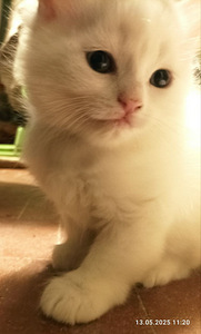 Imeline kassipoeg (2 foto / 2)
