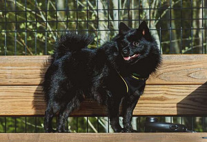 Schipperke (3 foto / 4)