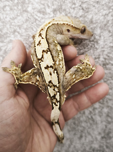 Gekko (1 foto / 3)